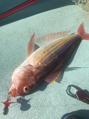 レンタルボート タイラバ