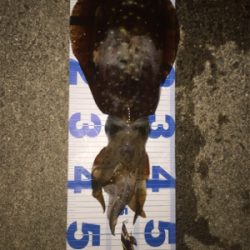 串本春エギング