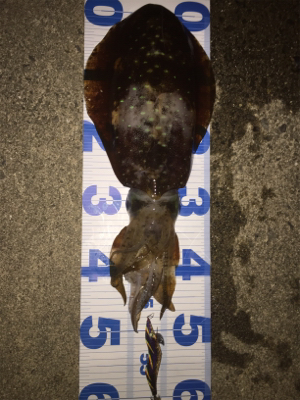 串本春エギング