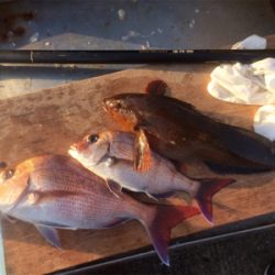 祝！平磯マダイシーズン開幕！