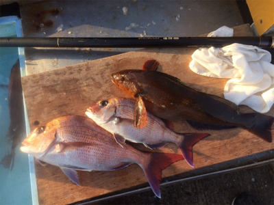 祝！平磯マダイシーズン開幕！