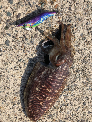 たーのしー(●￣ω￣●)ﾉ