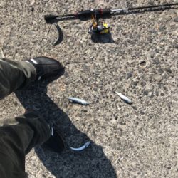 小鯖入れ食い大漁