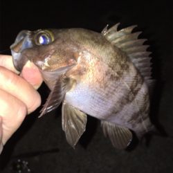 明石メバリング