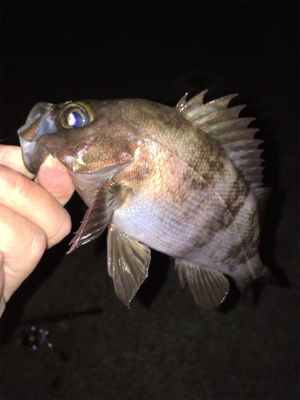 明石メバリング