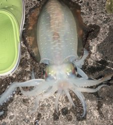 お昼からラン岸、エギング