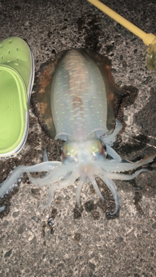 お昼からラン岸、エギング