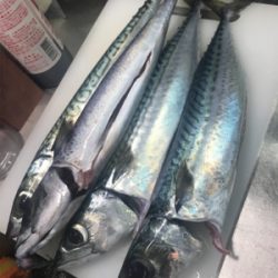 １つテンヤ真鯛のはずが、１つテンヤ真鯖？！