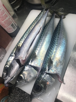 １つテンヤ真鯛のはずが、１つテンヤ真鯖？！