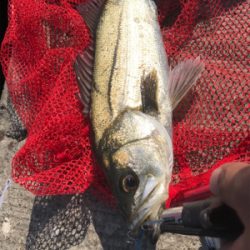 やっと近所で釣れ出した♫