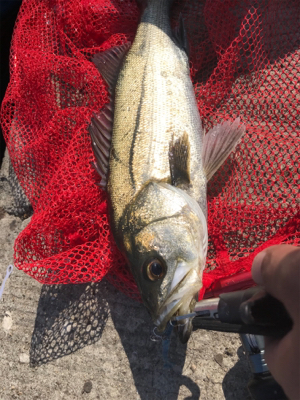 やっと近所で釣れ出した♫