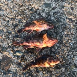 メバリングのはずが…