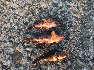 メバリングのはずが…