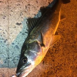 シーバス乱舞！！