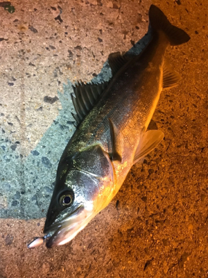 シーバス乱舞！！