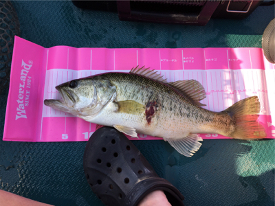 社内対抗バス釣り大会