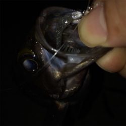 なんとかメバル