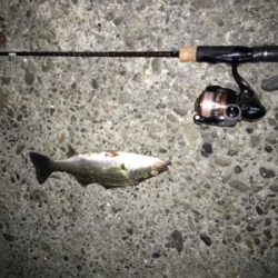 アジング満喫！