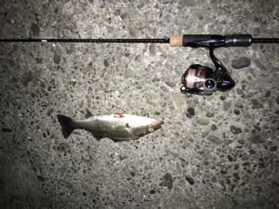 アジング満喫！