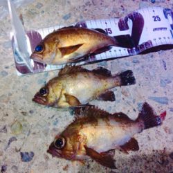 ライトゲームもバチパターン