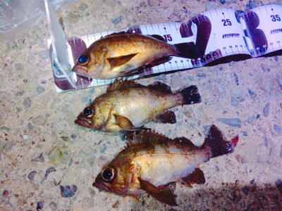 ライトゲームもバチパターン