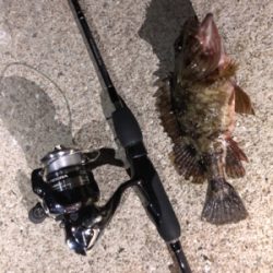 ガシラばっかー