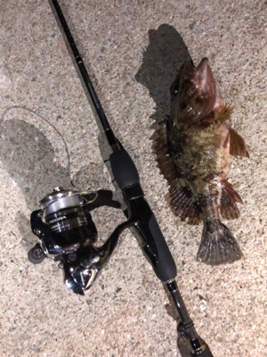 ガシラばっかー