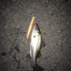 シーバス釣行③