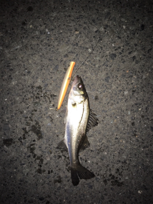 シーバス釣行③