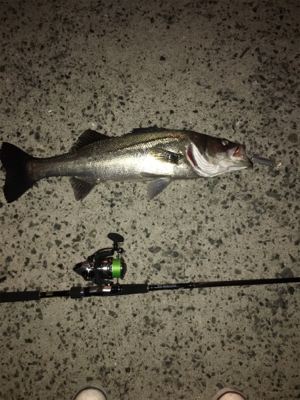 仕事帰りにちょろっと1尾！