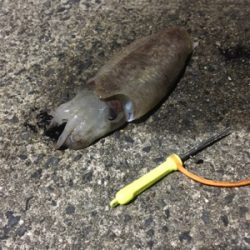コウイカ釣行