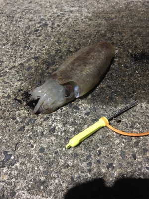 コウイカ釣行