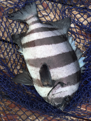 釣堀丸長さんにて