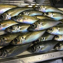 デイからちょいナイト(釣行 其の拾九)