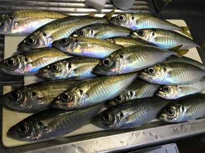 デイからちょいナイト(釣行 其の拾九)