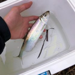 ニシン狙いからのトラウト