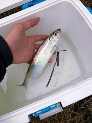 ニシン狙いからのトラウト