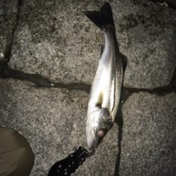 シーバス釣行④