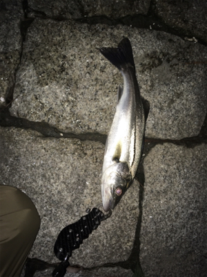 シーバス釣行④