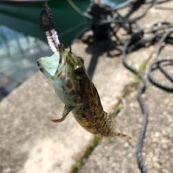 アナハゼメインで狙ってみた