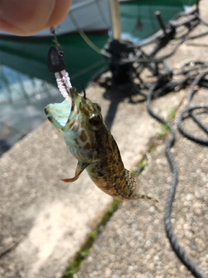 アナハゼメインで狙ってみた