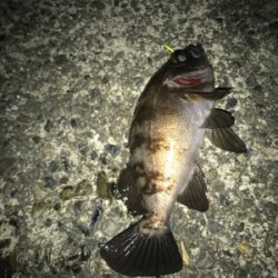 アジング メバリング