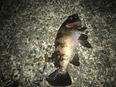 アジング メバリング