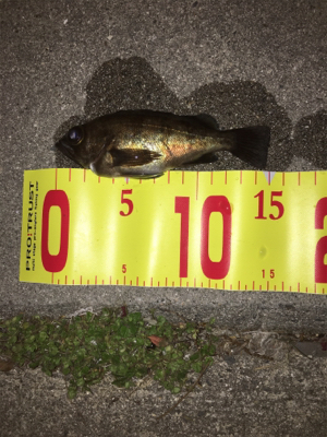 デイメバリング