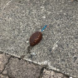 春のサゴシ祭り