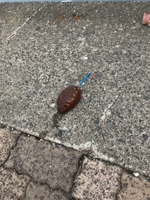 春のサゴシ祭り