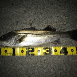 四日市バチパターン