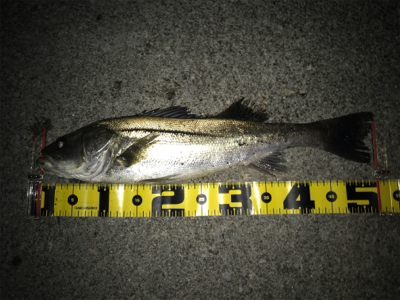 四日市バチパターン