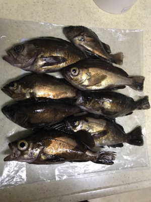 メバル が食べたくて