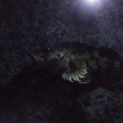 千守西側にてガシラGET(夜釣)